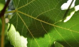 树叶最新爆料视频,独家内幕大公开！